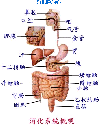 十二指肠溃疡怎么样治治疗效果果好?